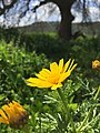 Crown daisy (Glebionis coronaria)