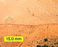 德克萨斯州下白垩纪爱德华兹层与所覆盖的下二叠纪石灰岩之间的“准整合”，二者“间断”时间约为1.65亿年。