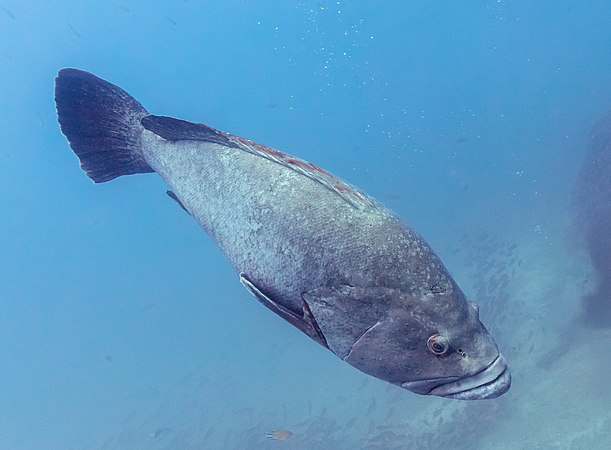 圖為一隻雄性的烏鰭石斑魚，長約150厘米，重約60公斤，攝於葡萄牙馬德拉群島加拉賈部分自然保護區水深25米處。