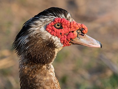 Portrait de canard musqué, vivant vers Don Det au Laos. Avril 2019.