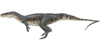 Poposaurus gracilis (Rauisuchia) †