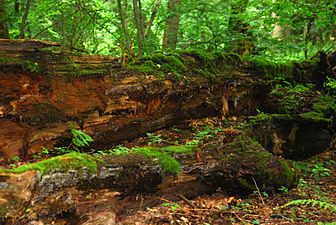 Rotting coarse woody debris in the bio-reserve