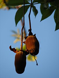 Hanging fruits at Ala Moana Beach Park, Oahu in Hawaii