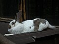 睡覺的家兔