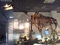 巨犀全身骨骼，日本国立科学博物館