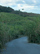 Sugar cane growing in Saint Andrew