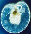 Image 29Dinoflagellate (from Marine food web)