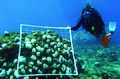 Image 46NOAA scuba diver surveying bleached corals. (from Marine conservation)