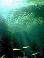 Image 81Kelp forests provide habitat for many marine organisms (from Marine habitat)