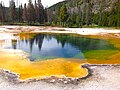 Image 32Archaea were initially viewed as extremophiles living in harsh environments, such as the yellow archaea pictured here in a hot spring, but they have since been found in a much broader range of habitats. (from Marine prokaryotes)