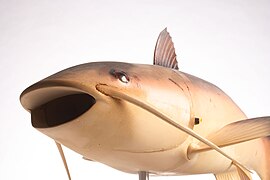 Robot Fish Charlie, Unmanned Underwater Vehicle (UUV) fish