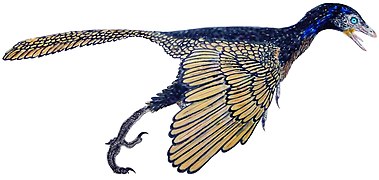 Archaeopteryx lithographica (Archaeopterygiformes) †