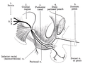 男性骨盆的陰部神經路徑圖。