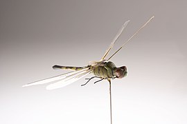 Developed in the 1970s, this micro Unmanned Aerial Vehicle (UAV) was the first flight of an insect-sized Micro air vehicle (Insectothopter).[citation needed]