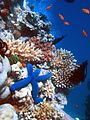 Image 95Coral reefs have a great amount of biodiversity. (from Marine conservation)