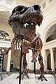 FMNH PR2081, surnommé Sue, l’un des plus grands, le plus complet et le mieux préservé des Tyrannosaurus rex jamais retrouvé.