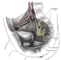 男性骨盆，陰部神經位於圖中右方。