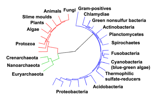 (en) Arbre phylogénétique soulignant les trois domaines du vivant : les eucaryotes sont représentés en rouge, les archées en vert et les bactéries en bleu[148].