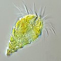Image 105The oligotrich ciliate has been characterised as the most important herbivore in the ocean (from Marine food web)