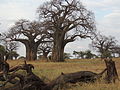Without leaves in Tarangire National Park, Tanzania