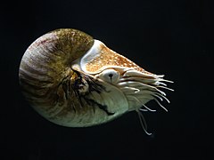 The Nautilus, one of only two surviving nautiloid genera