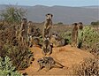 Groupe de suricates en Afrique du Sud.