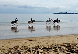 Vue en couleur de 4 chevaux galopants sur une plage.