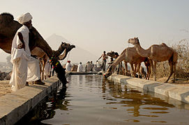 La célèbre Foire de Pushkar, est une véritable attraction d’intérêt touristique très visitée.