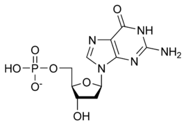 Désoxyguanosine monophosphate