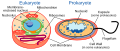 Image 26 Eukaryote versus prokaryote (from Marine prokaryotes)