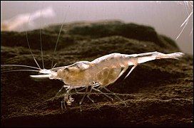 甘特里白蝦（英语：Palaemonias Ganteri）的個體，也被稱為肯塔基洞蝦。該物種是該洞穴系統的特有物種。