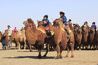 Festival des chameaux du Gobi en mars 2019.