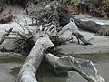 Image 80 Driftwood (from Marine fungi)