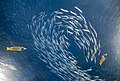 Image 49Predator fish sizing up schooling forage fish (from Marine food web)