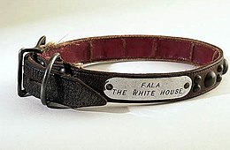 A leather dog collar to which a silver tag is riveted; the plate is engraved Fala, the White House