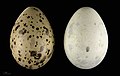 卵 Larus argentatus argenteus