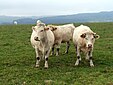 Vaches charolaises dans le Morvan, non loin de leur terroir éponyme.