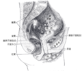 Median sagittal section of female pelvis.