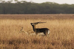 Blackbuck antelopes