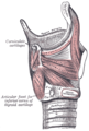 喉部肌肉。侧面图。甲状软骨右侧叶片剥离。