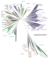 Image 13A 2016 metagenomic representation of the tree of life using ribosomal protein sequences. The tree includes 92 named bacterial phyla, 26 archaeal phyla and five eukaryotic supergroups. Major lineages are assigned arbitrary colours and named in italics with well-characterized lineage names. Lineages lacking an isolated representative are highlighted with non-italicized names and red dots. (from Marine prokaryotes)
