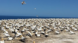 超過200隻鰹鳥棲息