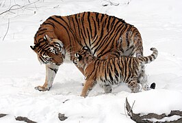 美國布法羅動物園中的東北虎及其幼崽