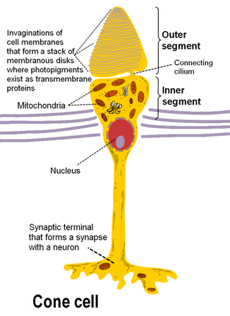 視錐細胞的解剖構造
