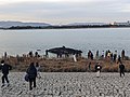 2023年に淀川河口に漂着したマッコウクジラの「淀ちゃん」。