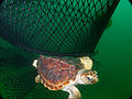 Image 90Technology such as this turtle excluder device (TED) allows this loggerhead sea turtle to escape. (from Marine conservation)