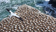 一整群澳洲鰹鳥分布於在海洋邊一塊凸出的岩石上，同時有數隻鰹鳥正在空中飛行。