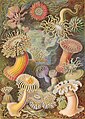 Image 77The 49th plate from Ernst Haeckel's Kunstformen der Natur, 1904, showing various sea anemones classified as Actiniae, in the Cnidaria phylum (from Marine invertebrates)