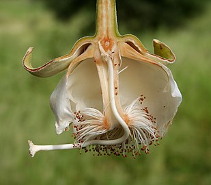 Bisected flower