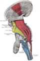 Sketch of the brainstem, with the pyramidal tract visible in red, and pyramidal decussation labeled at lower right.